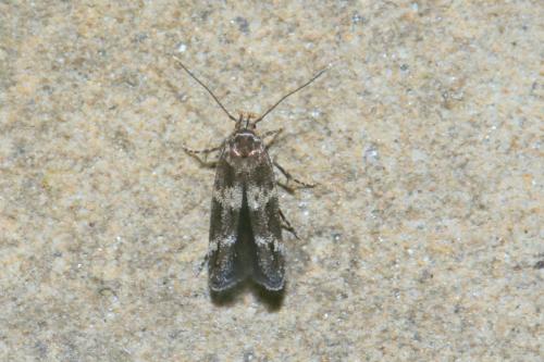 Réf. 266 205 : Mompha sp.